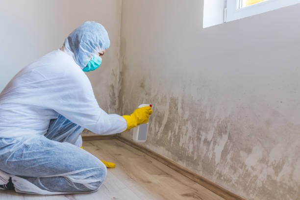 Licensed Mold Removal service in Rolesville, NC - WQB Mold Removal