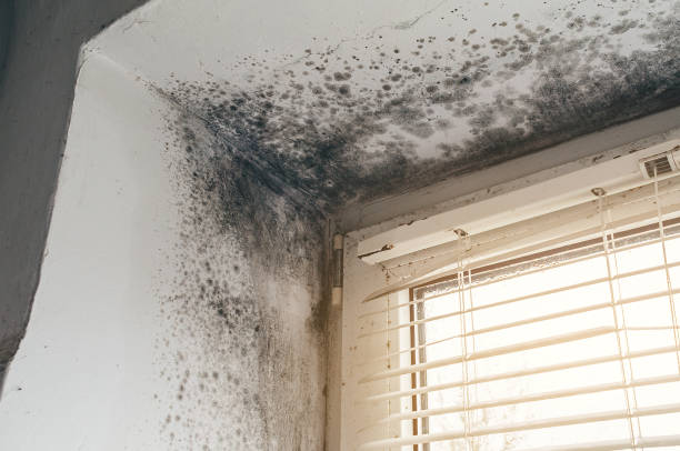 Affordable Mold Removal solutions in Rolesville, NC
